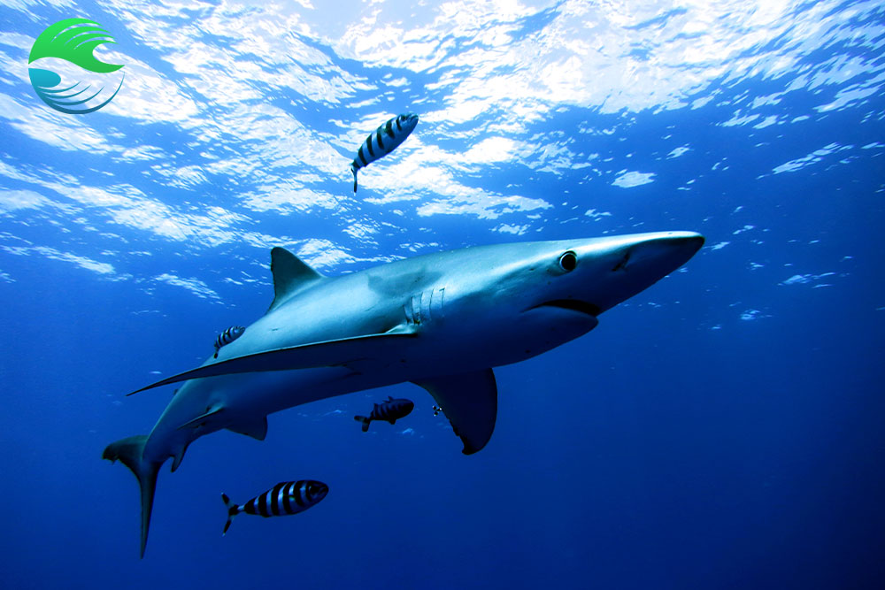 croisiere plongee aux acores requin peau bleu